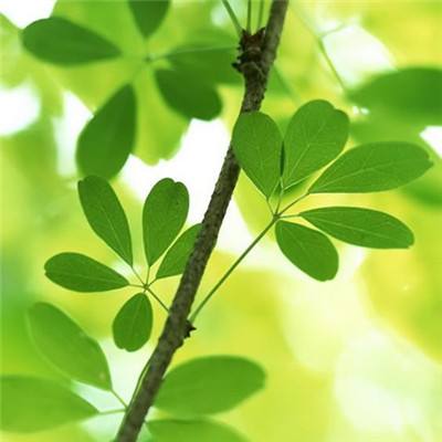 指尖帝王官方版下载